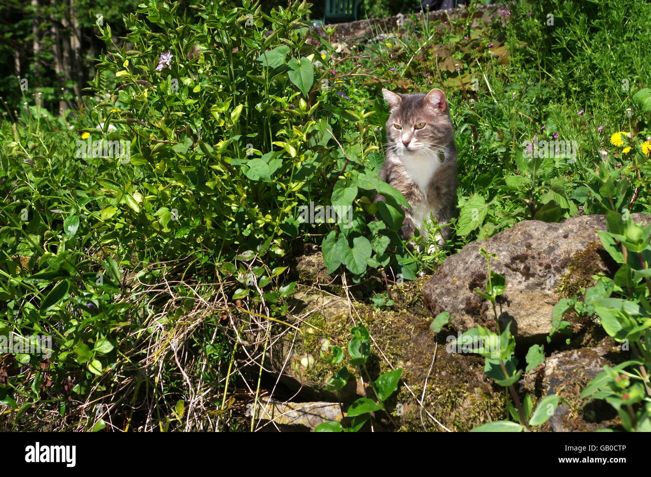 Cat sleeping in garden wall hi-res stock photography and images - Alamy