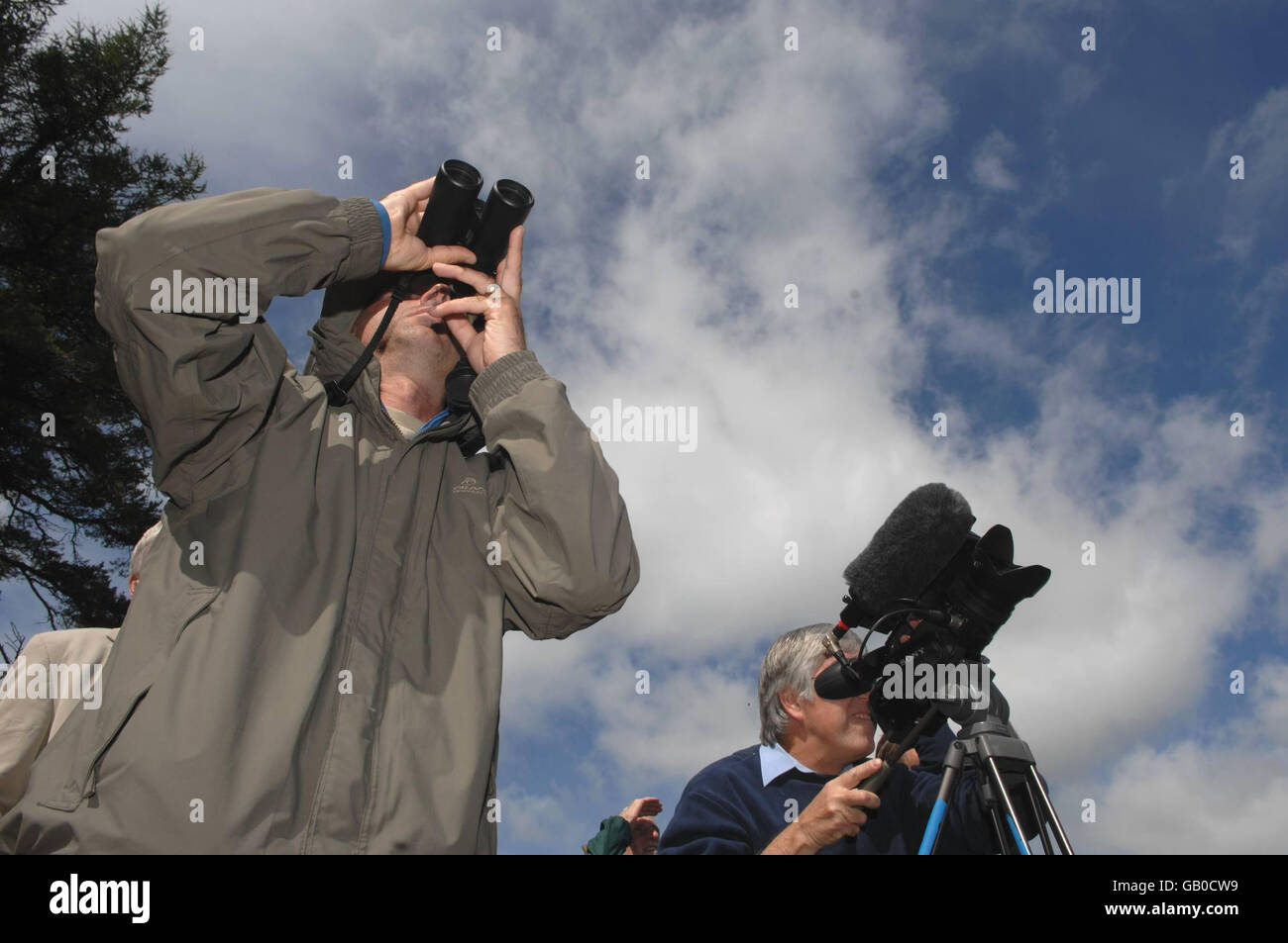Red Kites released Stock Photo Alamy