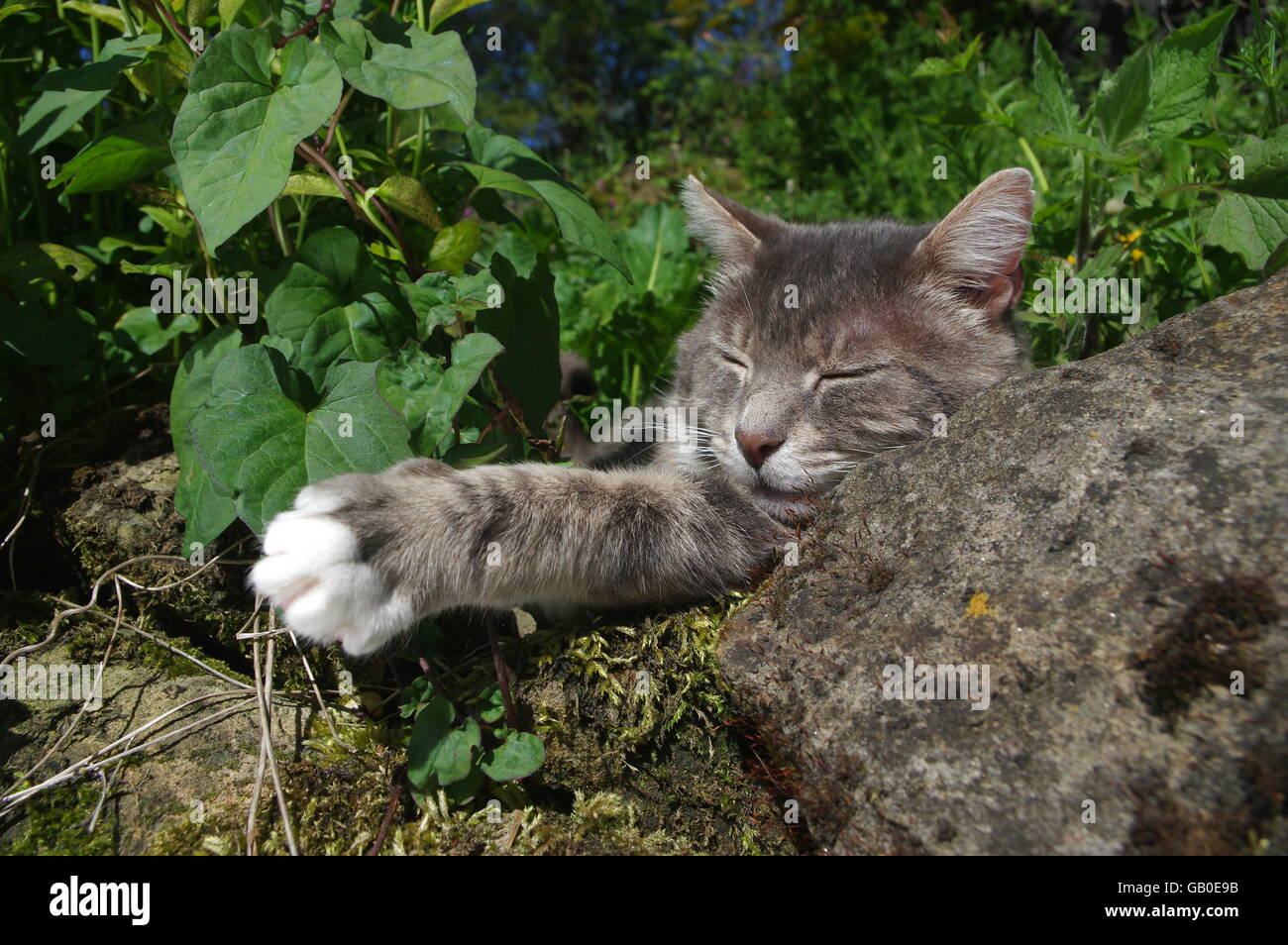 Cat sleeping in garden wall hi-res stock photography and images - Alamy