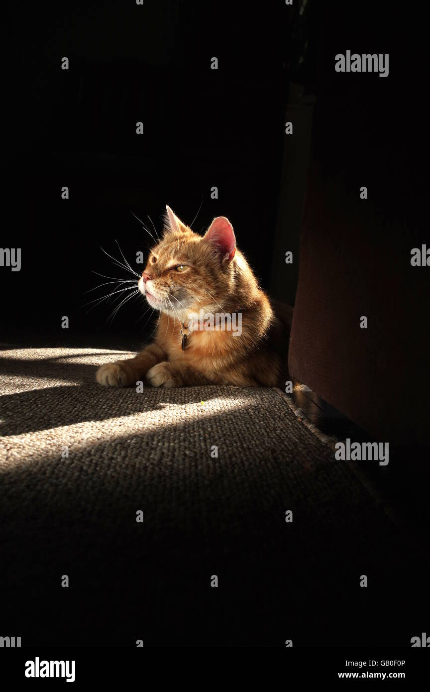 Ginger cat sleeping behind sofa Stock Photo Alamy