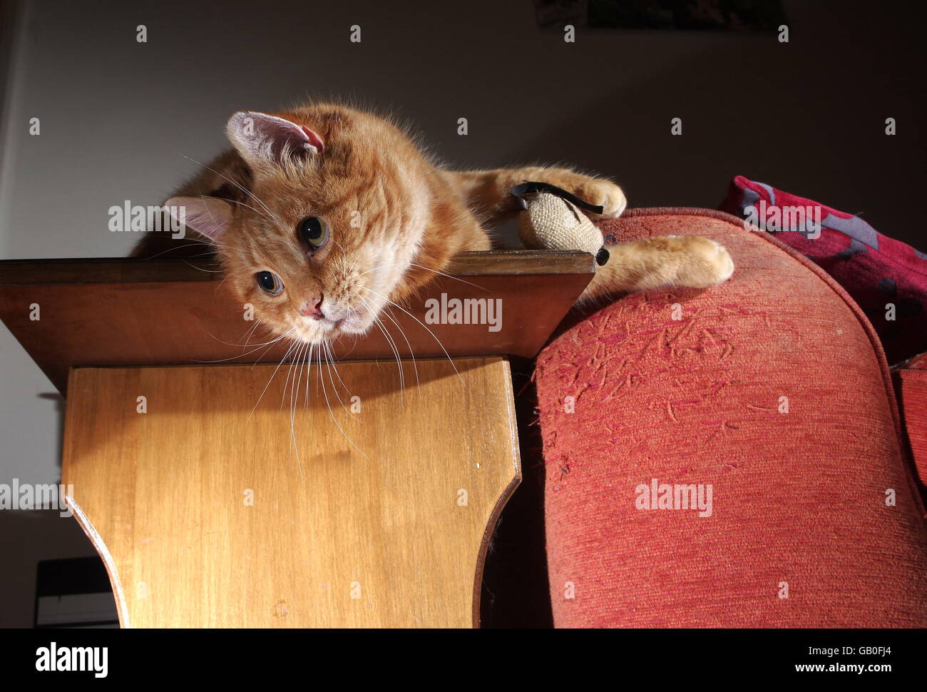 Ginger cat playing with toy mouse Stock Photo