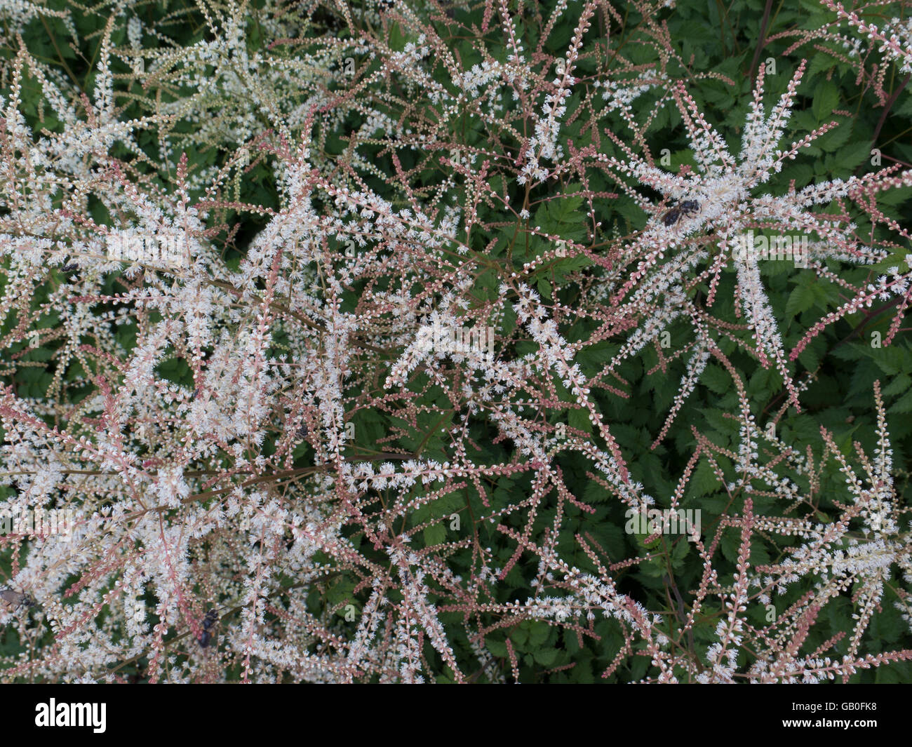 Closeup of an astilbe plant. Stock Photo