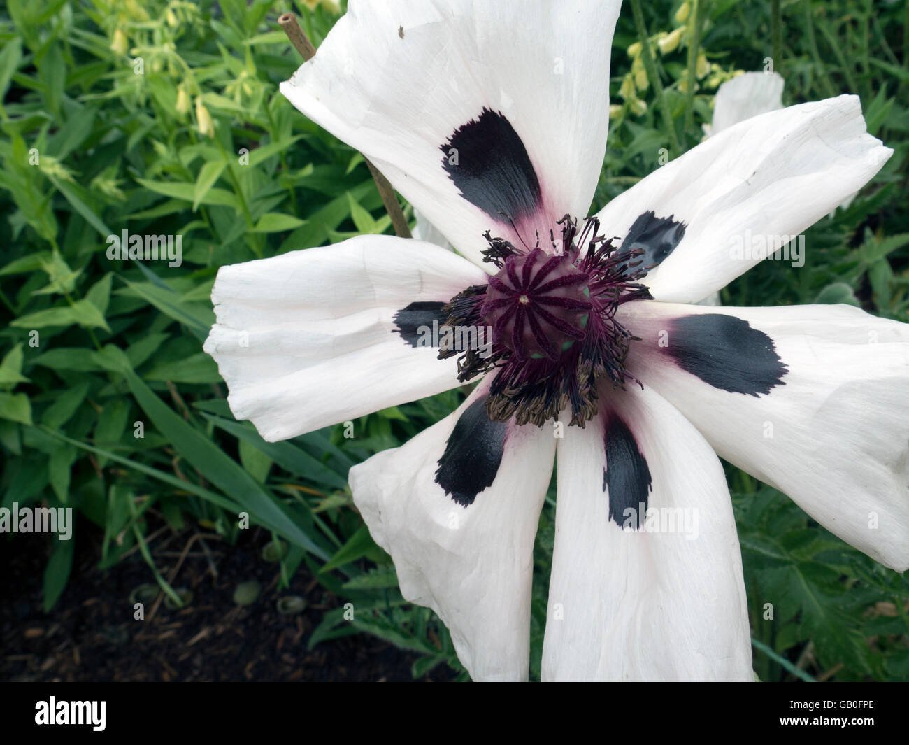 A large white Oriental poppy (Papaver Orientale) in a New England garden. Stock Photo