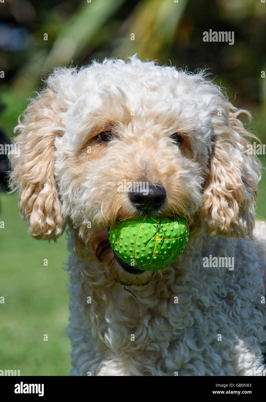Cute Labradoodle dog with green ball in it's mouth, facing towards the camera Stock Photo
