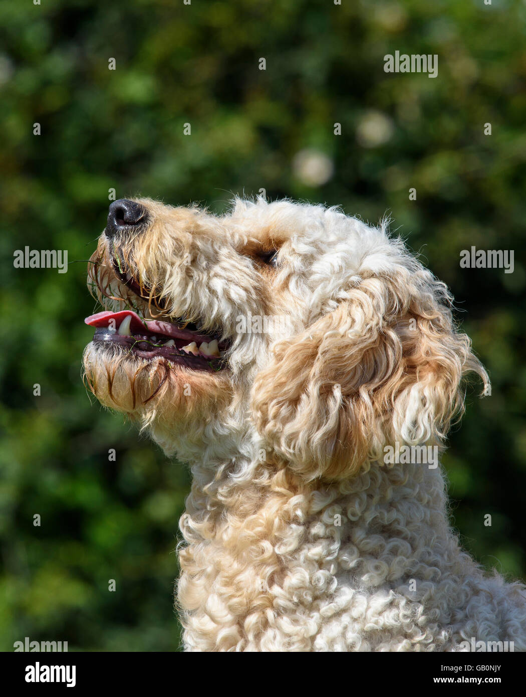 Beige coloured Labradoodle panting with his tongue hanging out Stock
