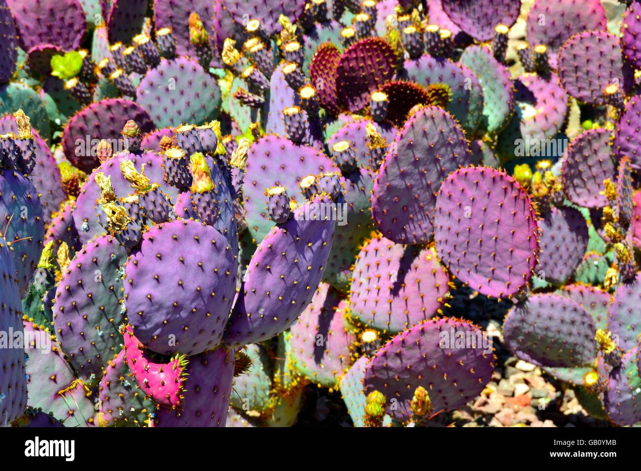 Cluster of Purple-Violet Cactuses in Arizona Stock Photo