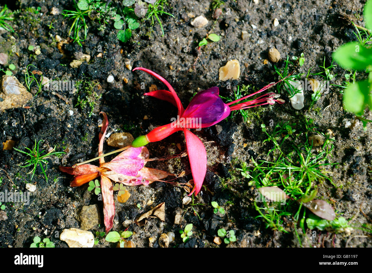 DYING FUCHSIA ON GROUND Stock Photo Alamy