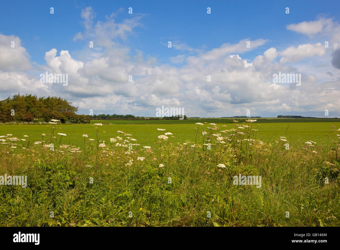 Field side wildflowers growing in the scenic agricultural landscape of the Yorkshire wolds in summertime. Stock Photo