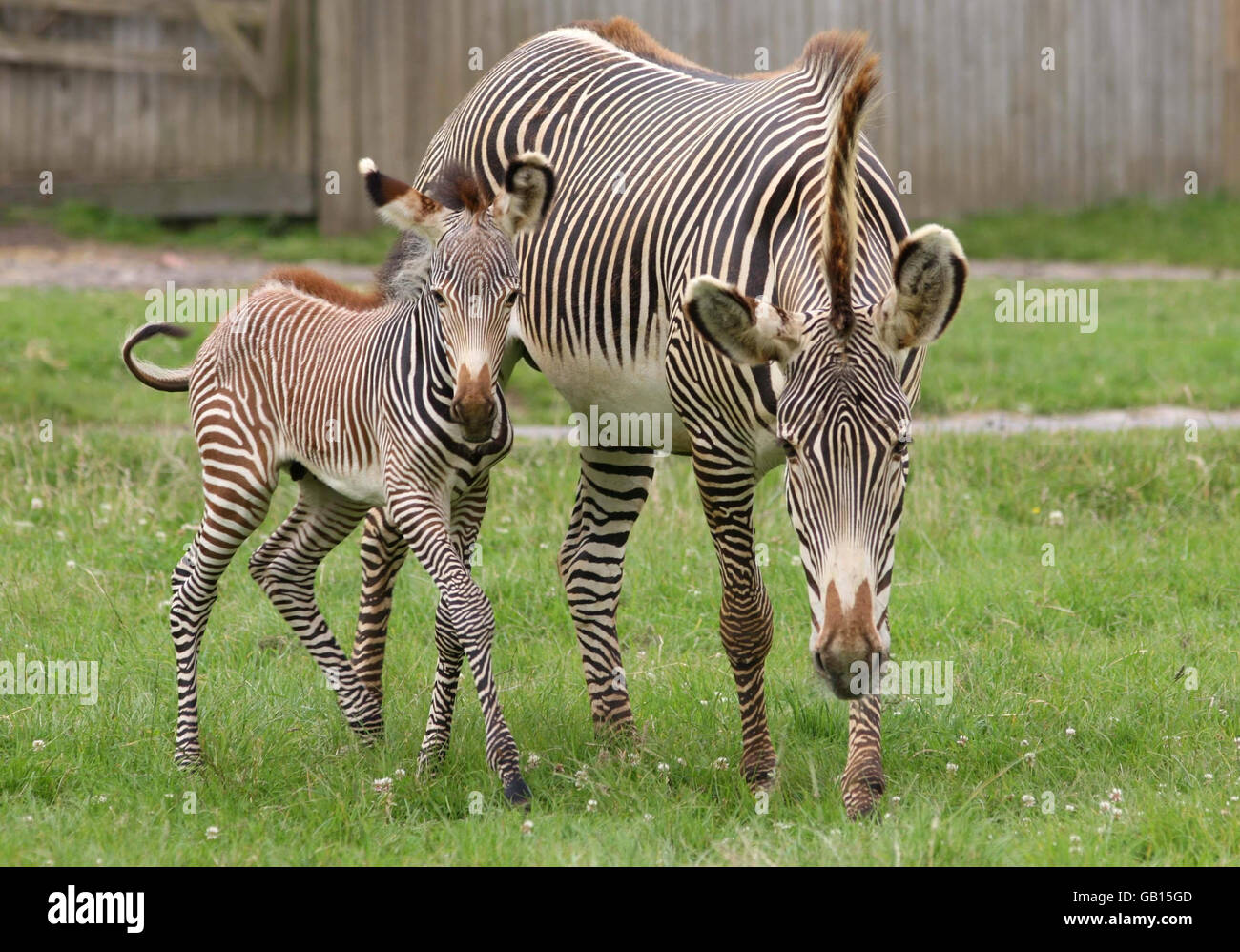 One of three rare Grevy's Zebra foals stands alongside its mother at ...