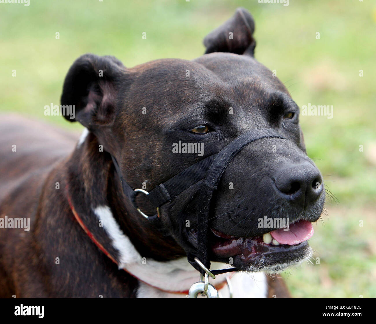 rspca southridge dogs