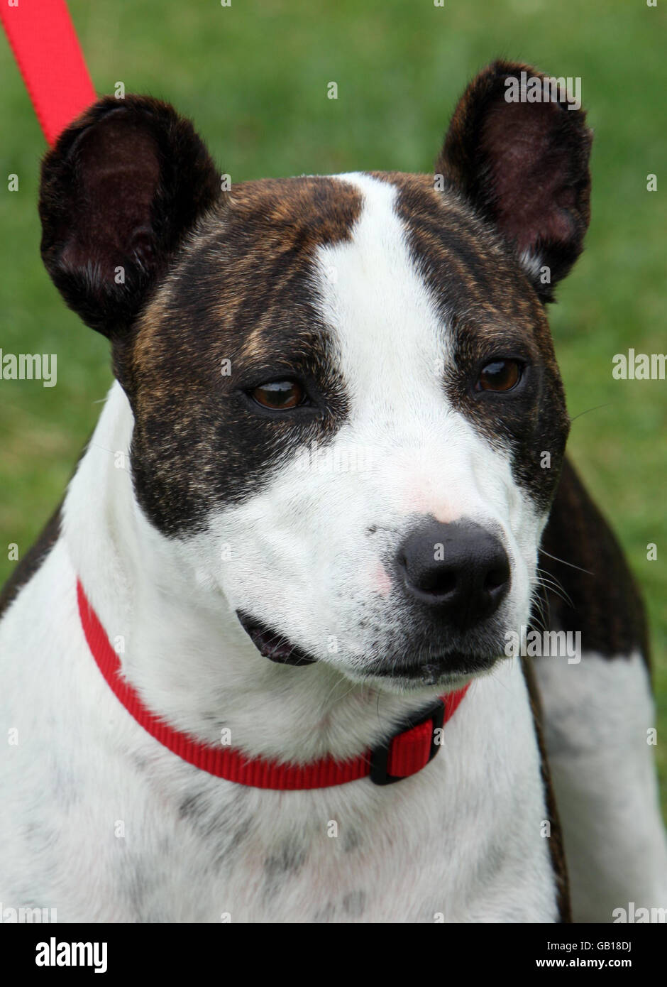 rspca southridge dogs