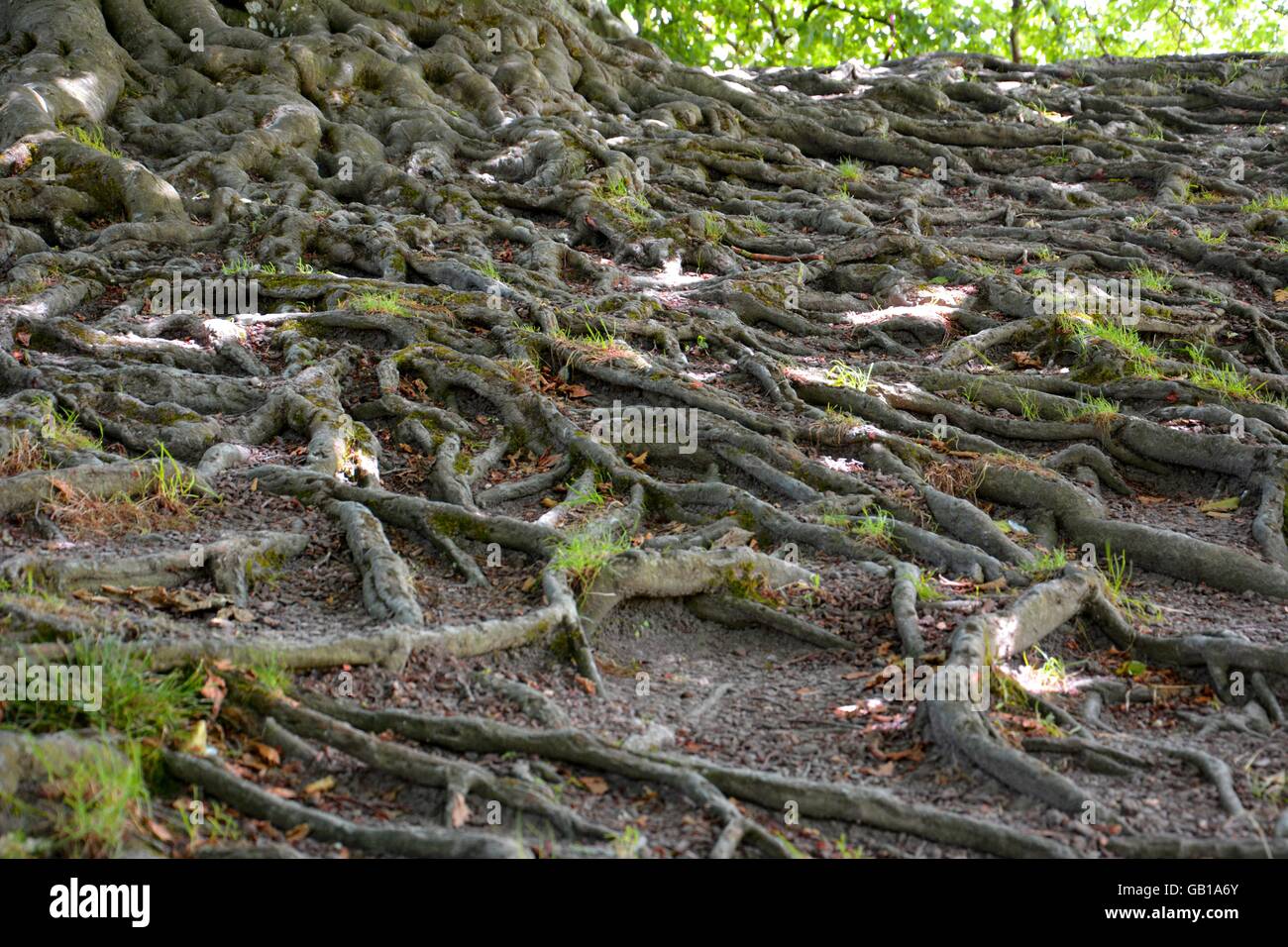Endless magical looking roots above the grounds surface Stock Photo
