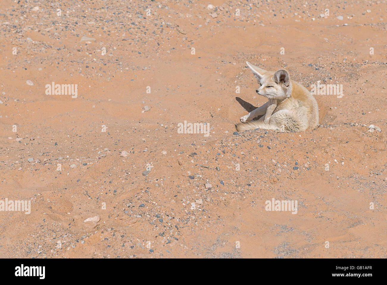 Fennec fox in the Sahara desert Stock Photo Alamy
