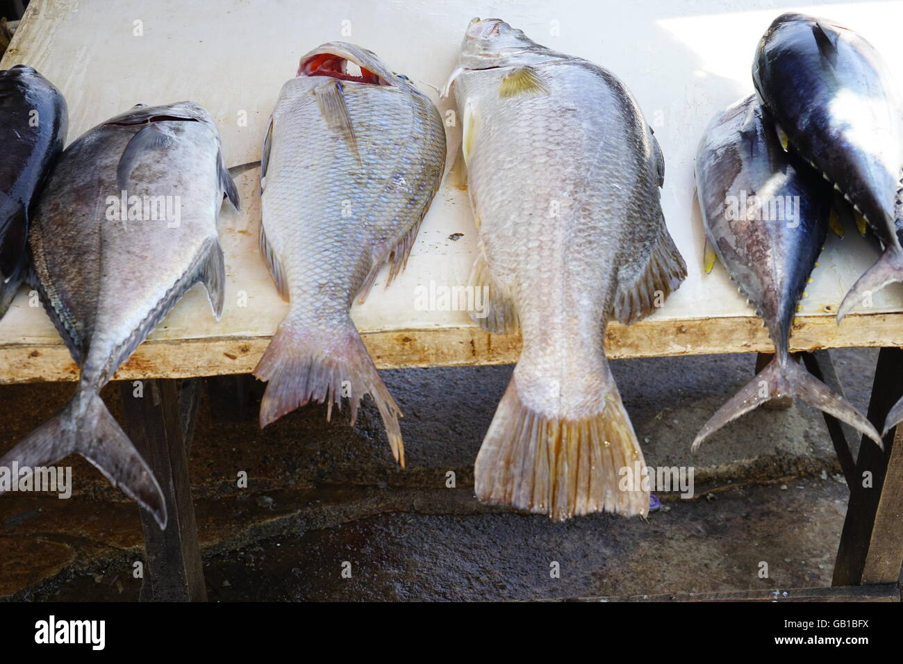 Famous Negombo Fish Market Sri Lanka Fish being dried on beach fresh
