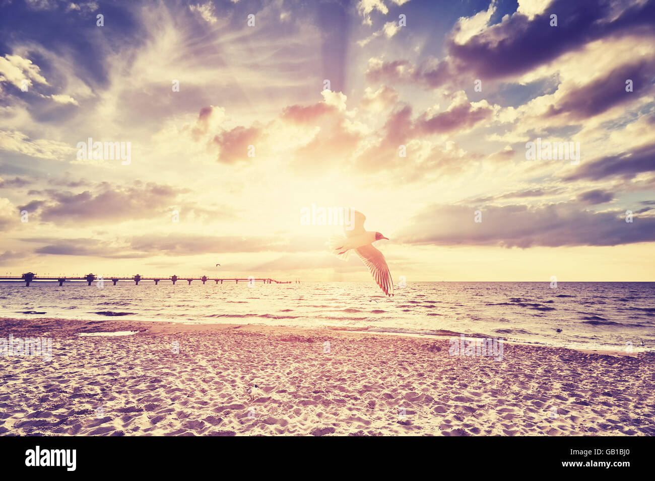 Vintage toned sunset over sea with flying bird. Stock Photo