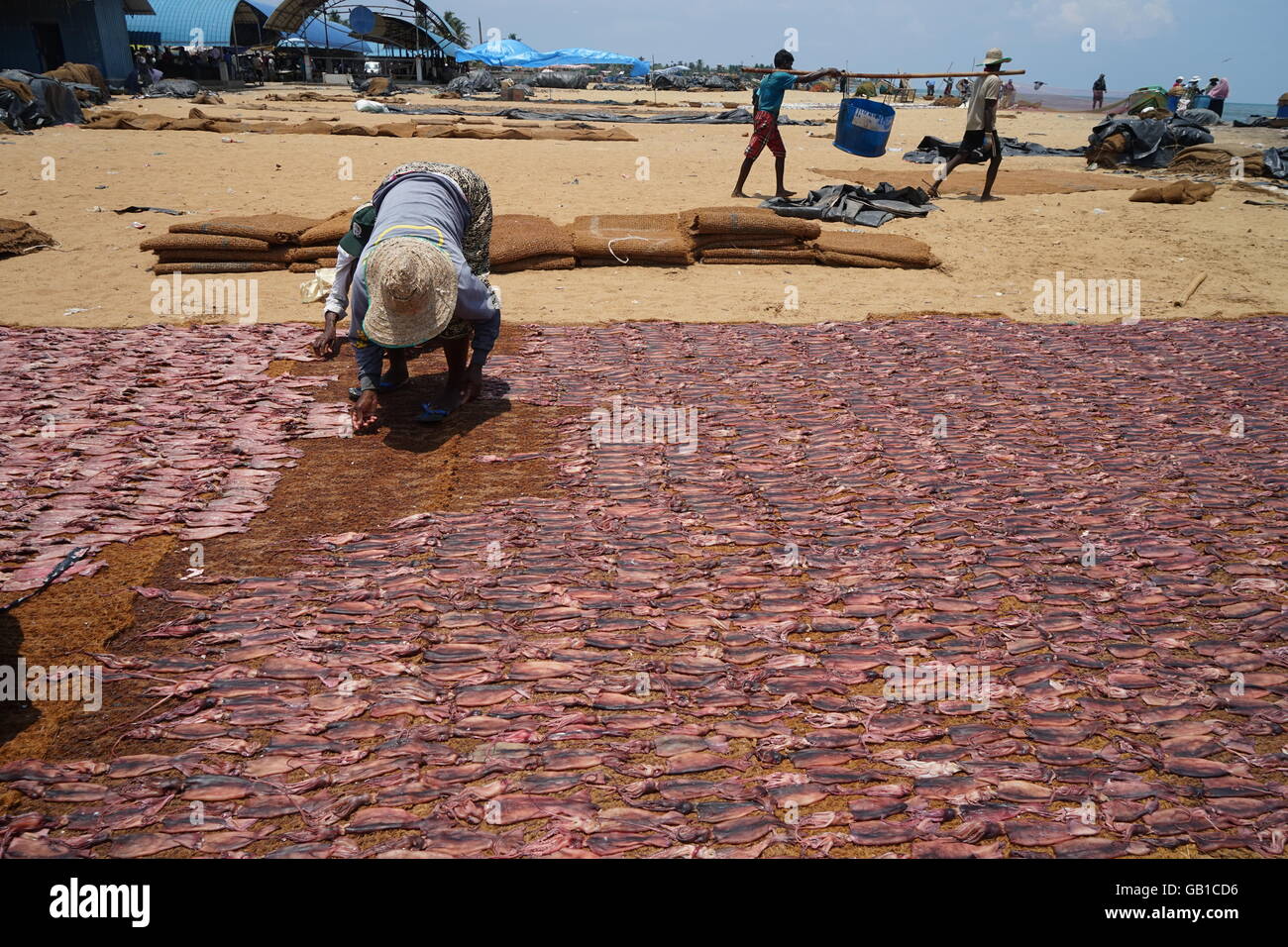 Famous Negombo Fish Market Sri Lanka Fish being dried on beach fresh