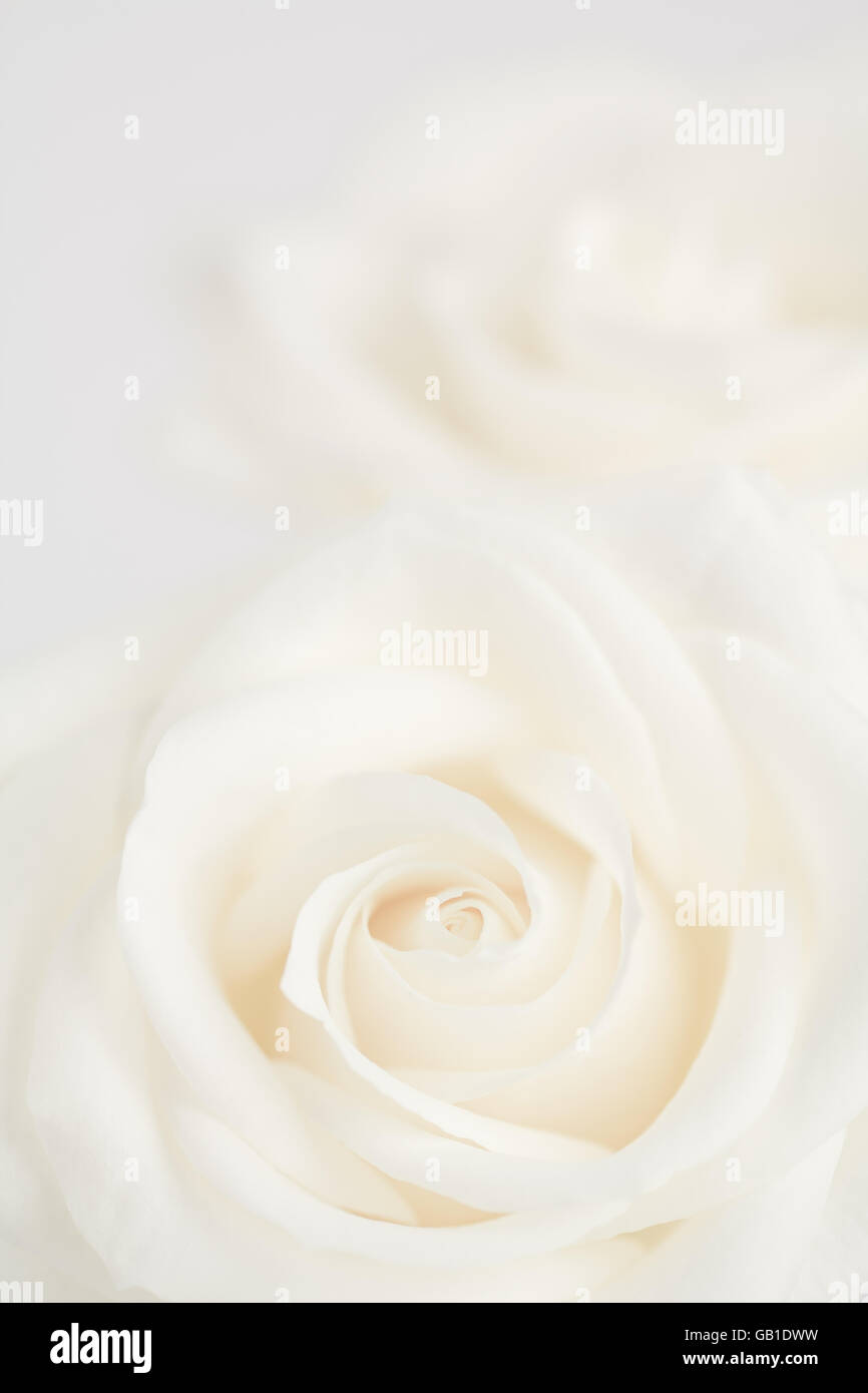 Close up of blown creamy ivory rose flowers. high key. Stock Photo