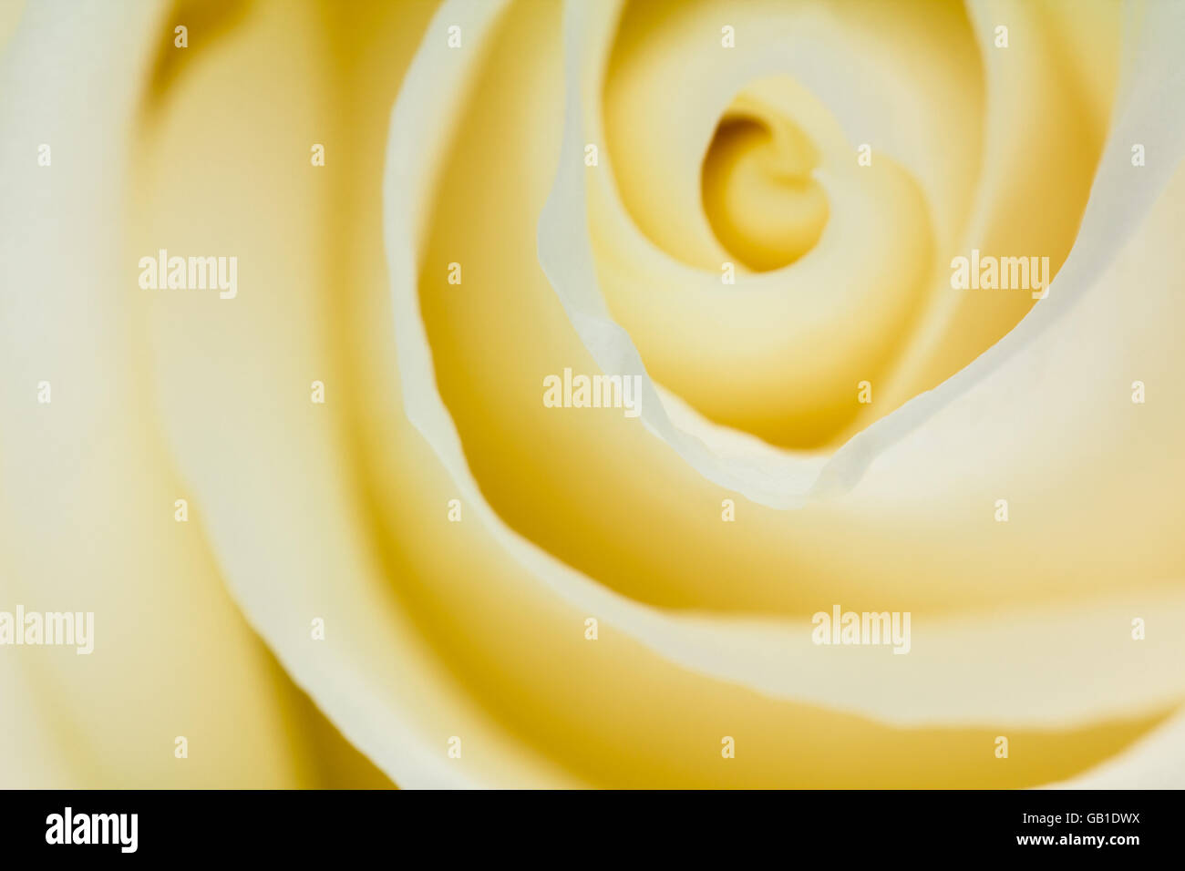 Extreme close up of yellow rose petals with blur Stock Photo - Alamy