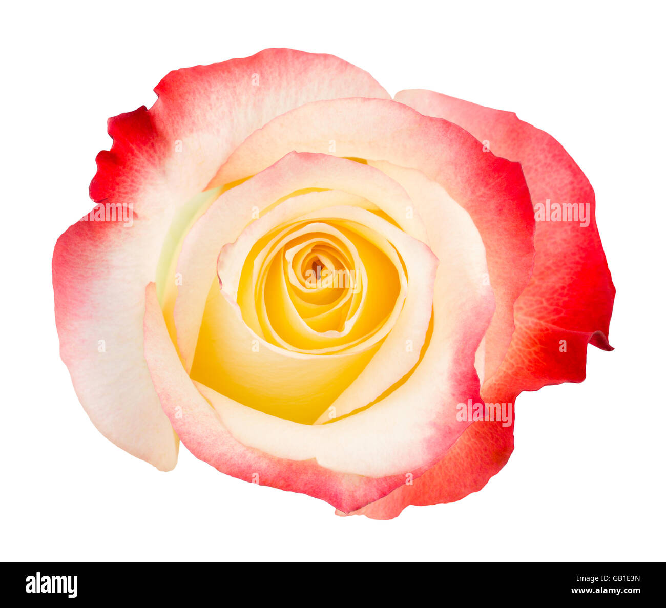 Bi-colored rose of red, cream and yellow, isolated on white background. Stock Photo
