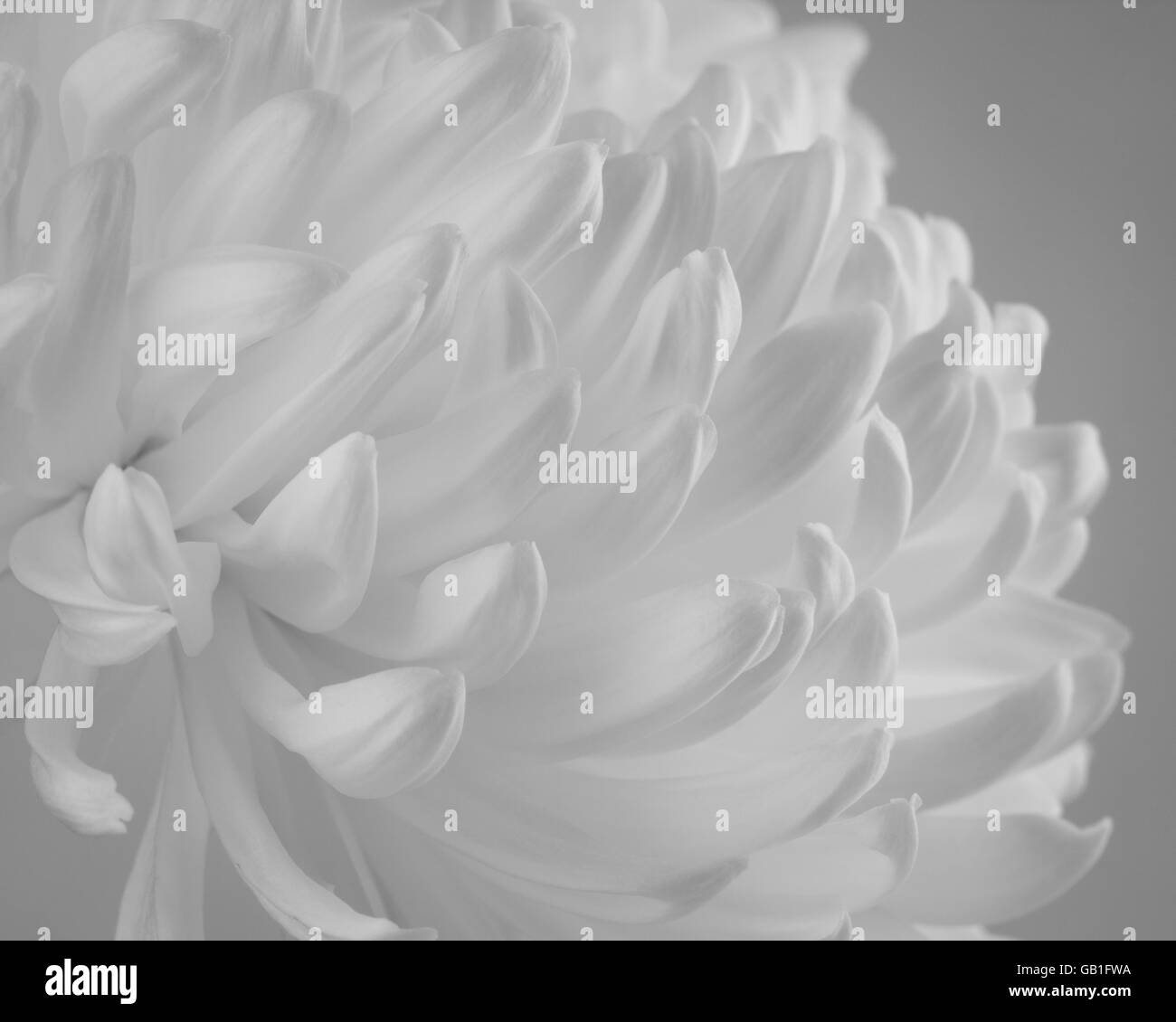 Close up of cremone chrysanthemum flowers in black and white with directional lightand  added film grain. Stock Photo