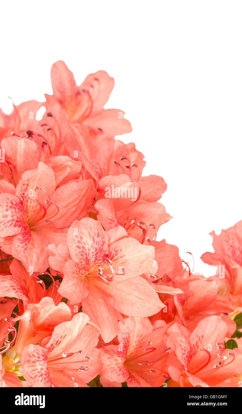 Close up of salmon pink azalea blooms isolated on white background. Stock Photo