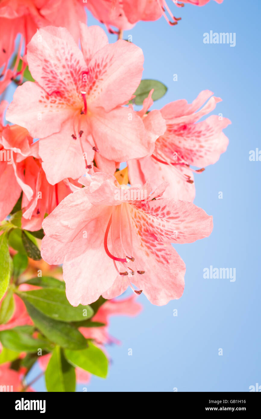Close up of salmon pink azalea blooms with vignette and sky blue background. Stock Photo