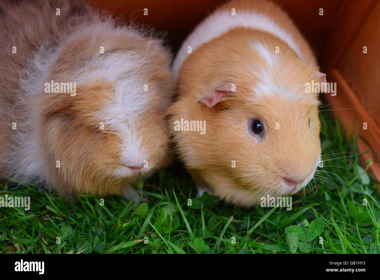 ginger guinea pig for sale