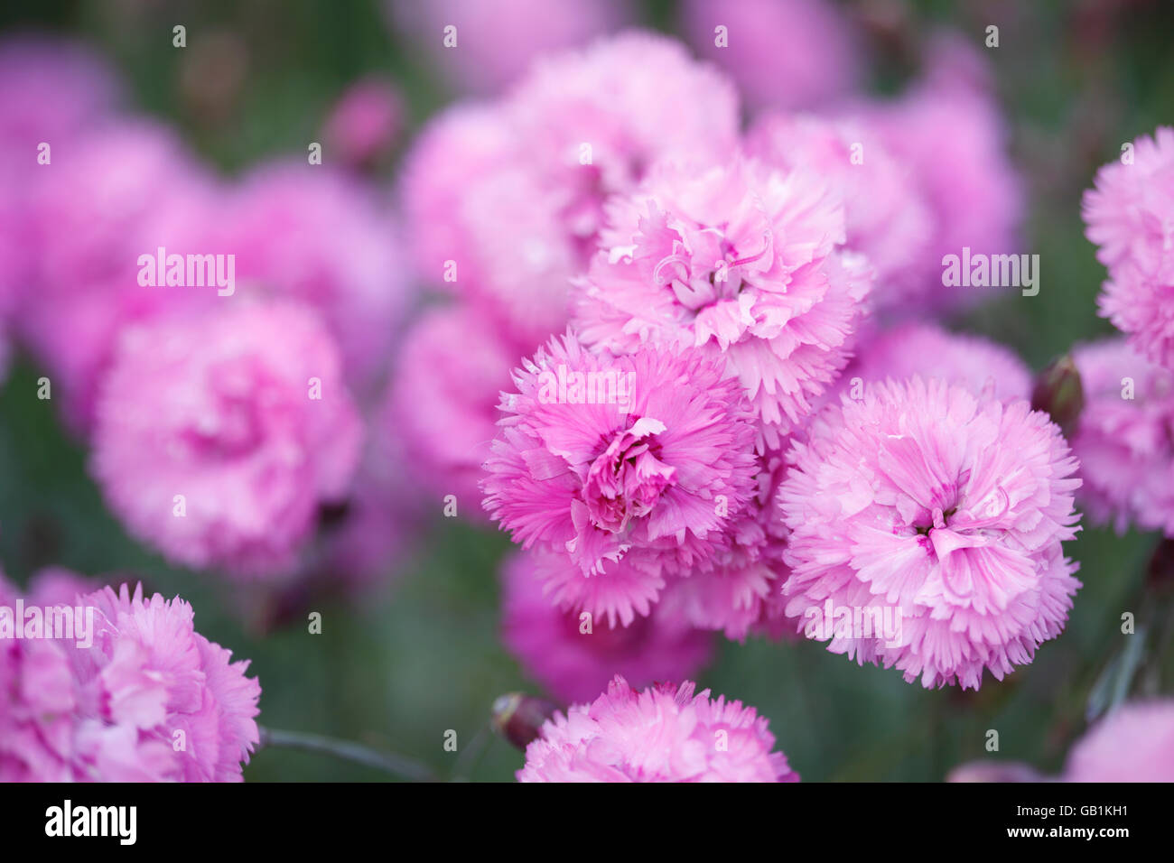 Carnation garden hires stock photography and images Alamy