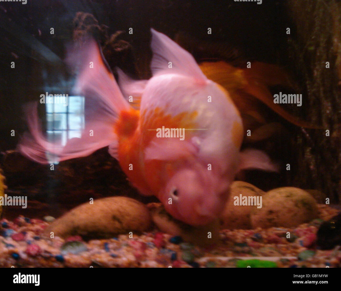 Social goldfish pic hires stock photography and images Alamy