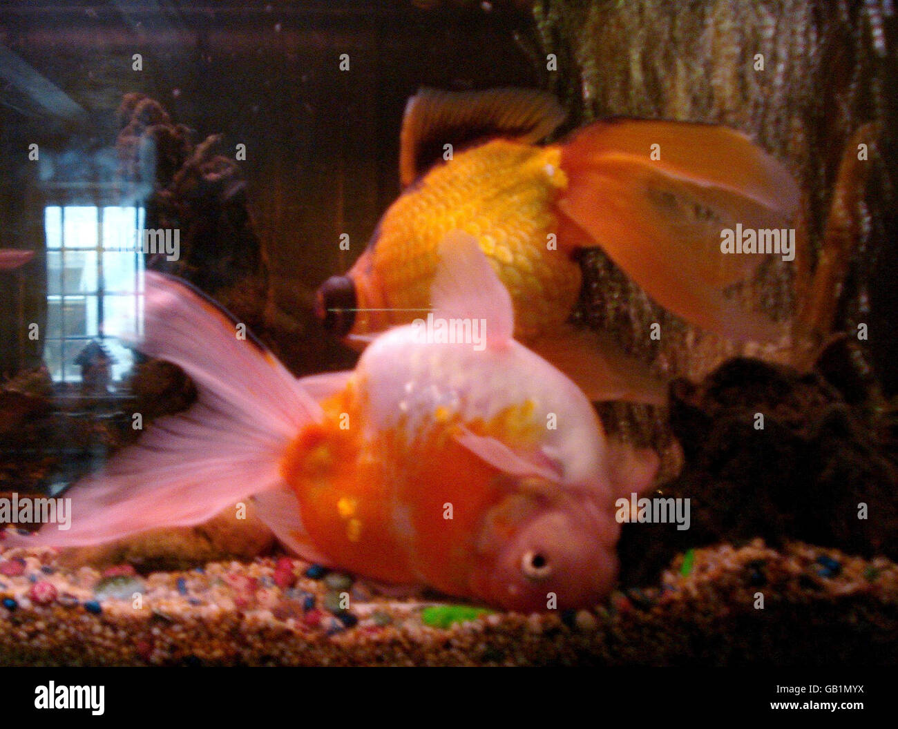 Goldfish that swims upside down Stock Photo Alamy