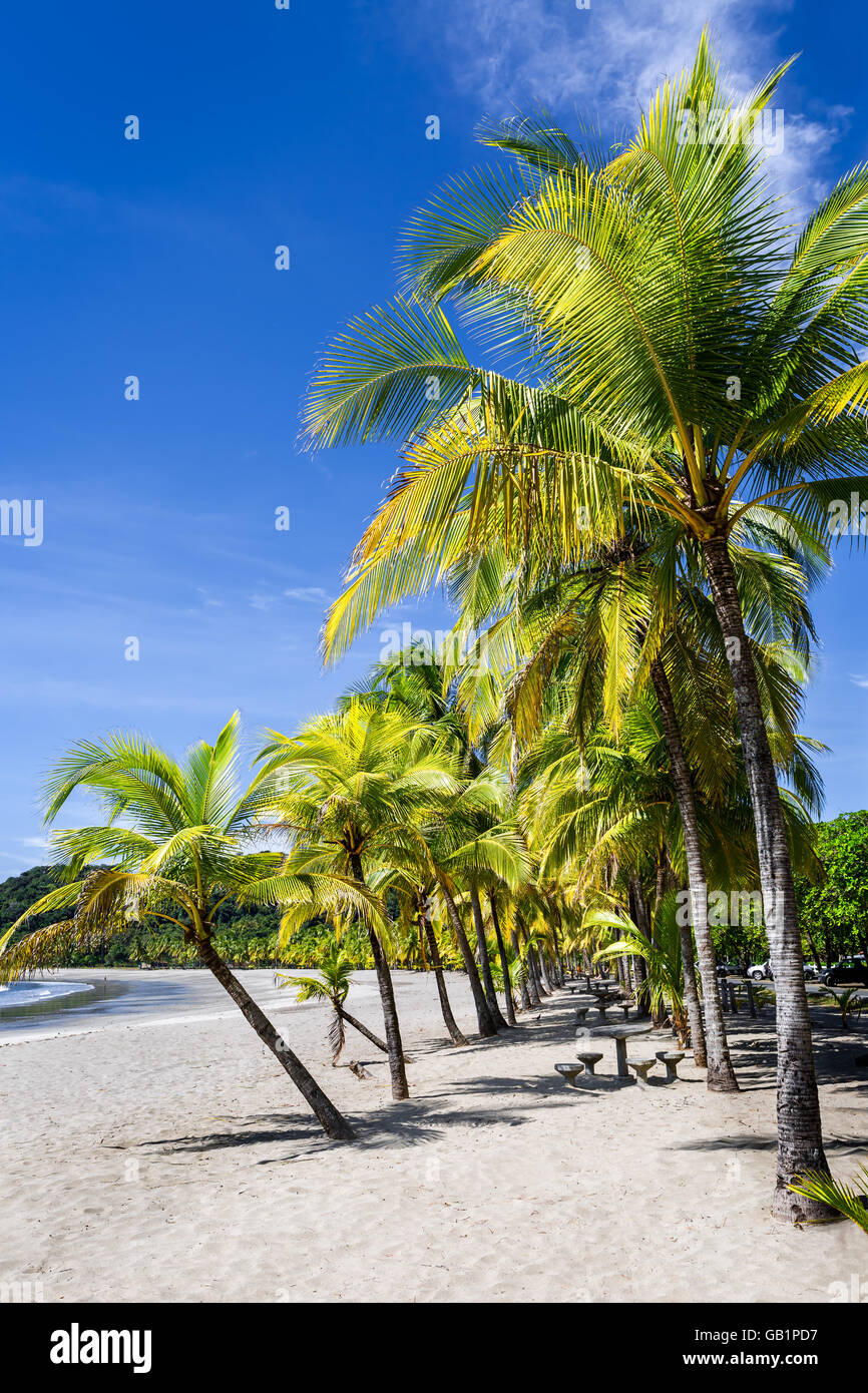 Two rows of palm trees on the Carrillo beach, Guanacaste, Costa Rica ...