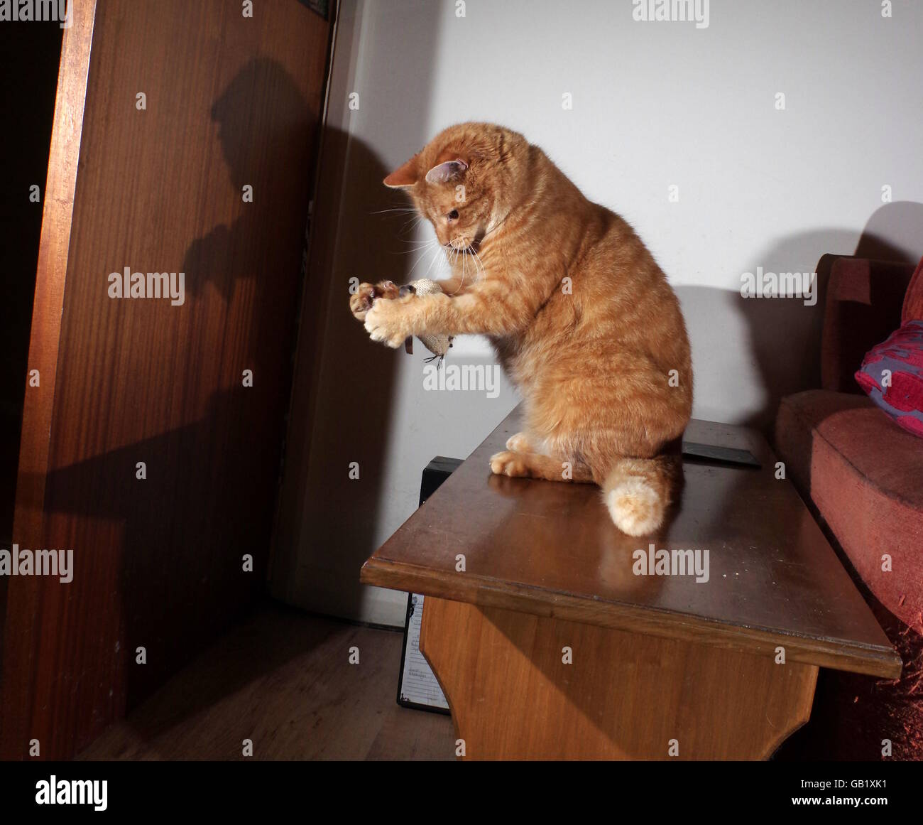 Ginger cat playing with toy mouse Stock Photo