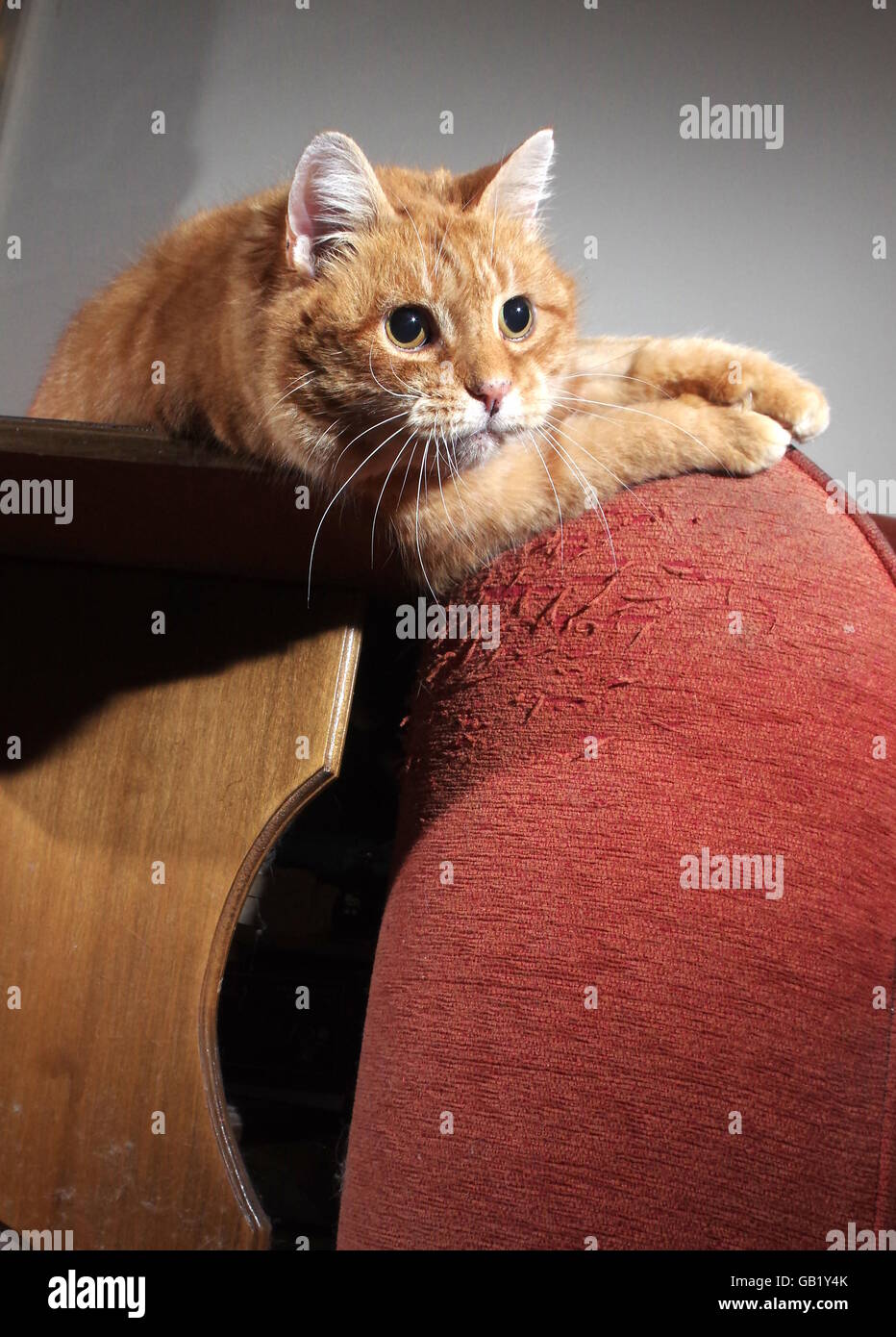 Cat clawing hires stock photography and images Alamy