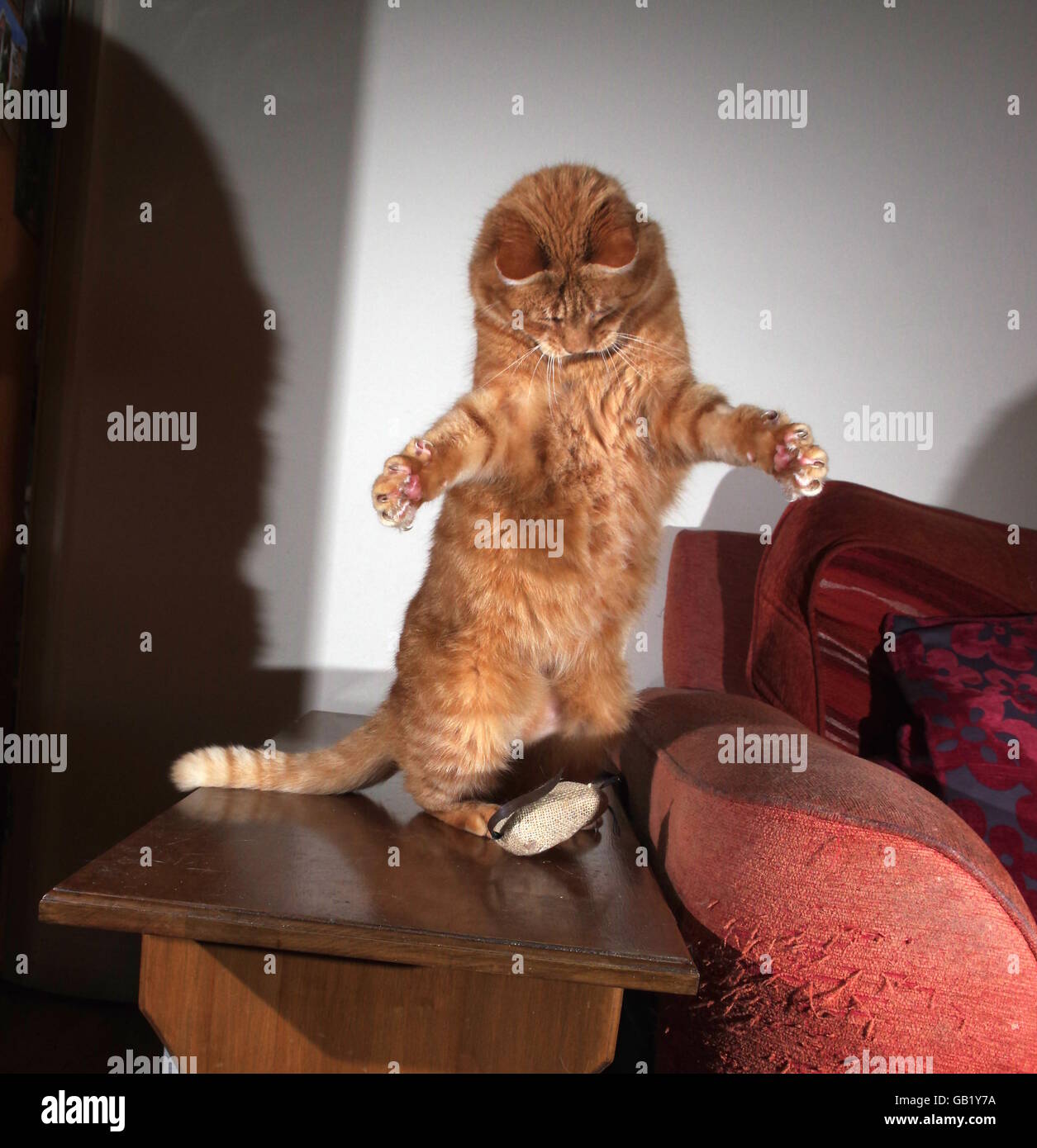 Ginger cat playing with toy mouse Stock Photo