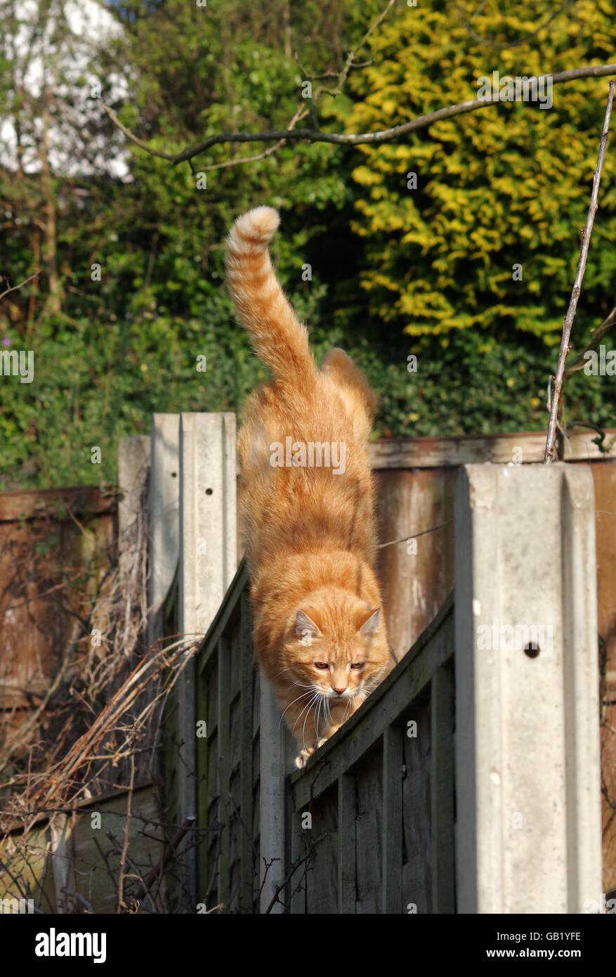 Ginger cat on garden fence Stock Photo - Alamy