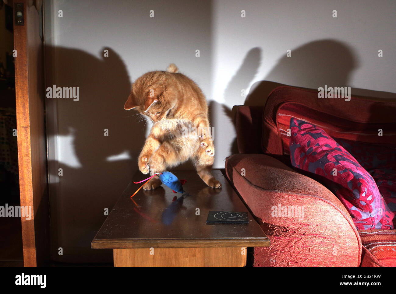Ginger cat playing with toy mouse Stock Photo