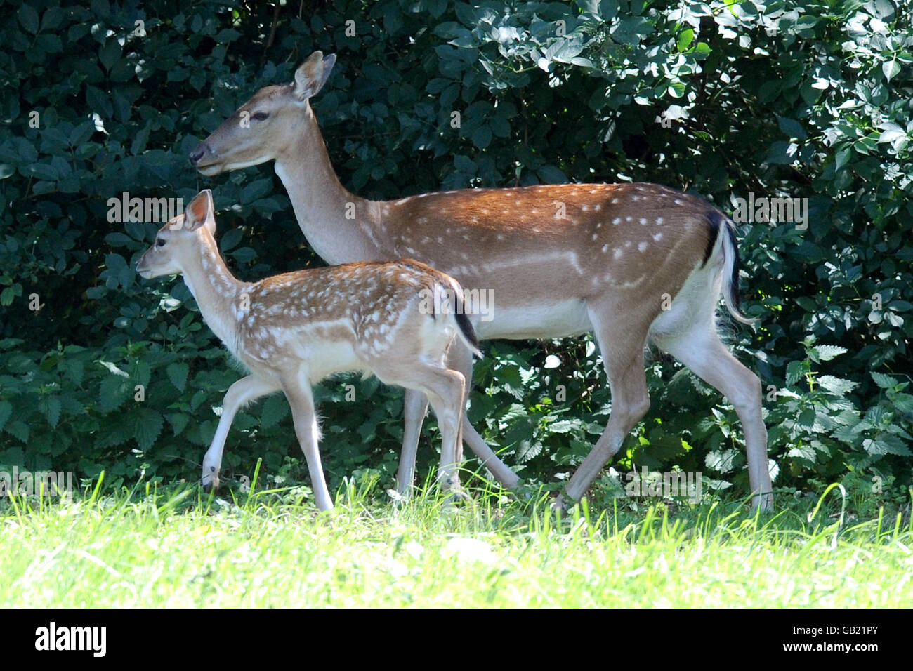 Animals, Deer. Deer in a field near Camp Downe, Kent Stock Photo