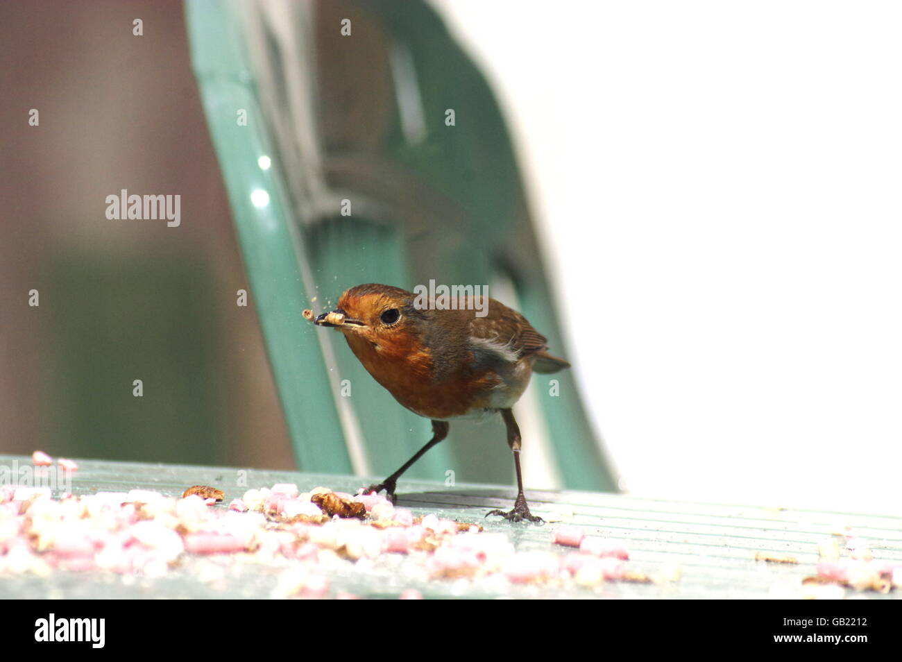 Robin mealworm bird table hires stock photography and images Alamy