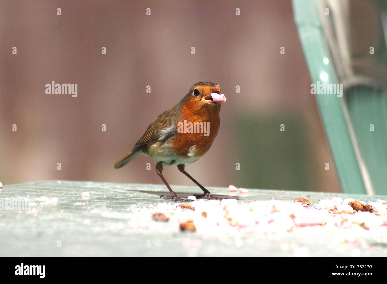 Robin eating pellet on garden table Stock Photo
