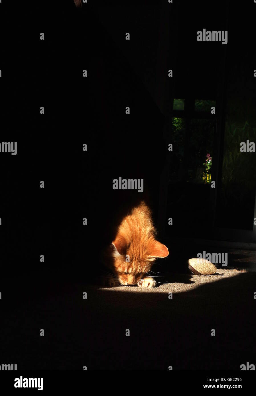 Ginger cat playing with toy mouse Stock Photo