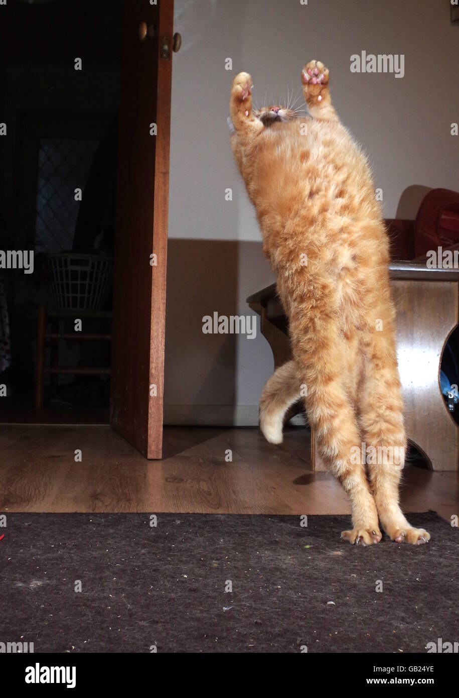 Ginger cat playing with toy mouse Stock Photo