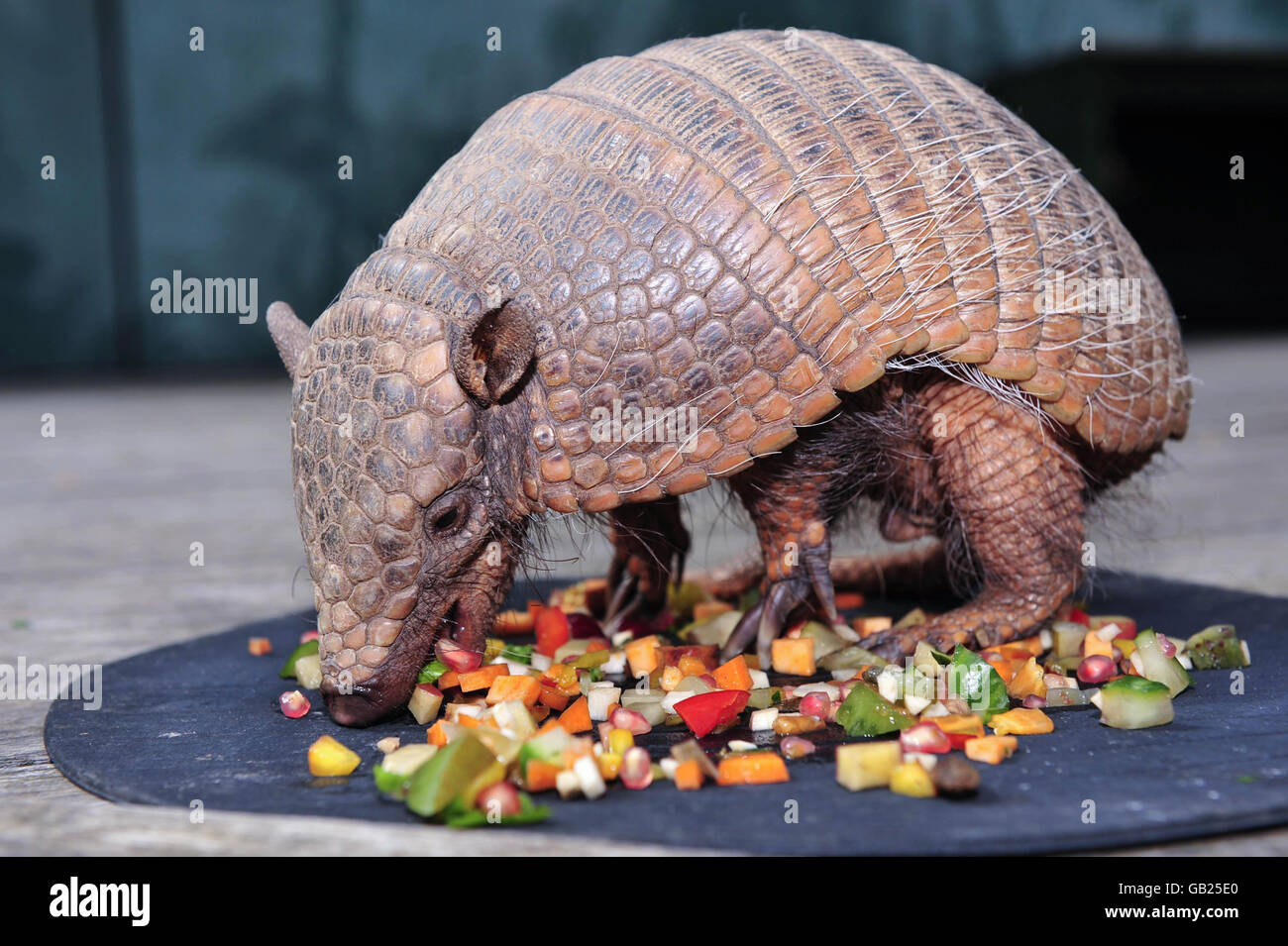 Two-year-old Archie, a six-banded South American armadillo is the newest member of Bristol Zoo's expanding group of animals taking part in the daily Amazing Animals displays on the main lawn. Stock Photo