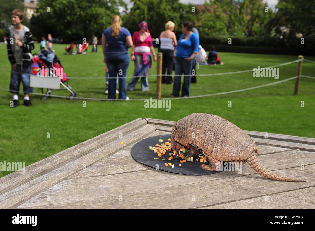 Two-year-old Archie, a six-banded South American armadillo is the newest member of Bristol Zoo's expanding group of animals taking part in the daily Amazing Animals displays on the main lawn. Stock Photo