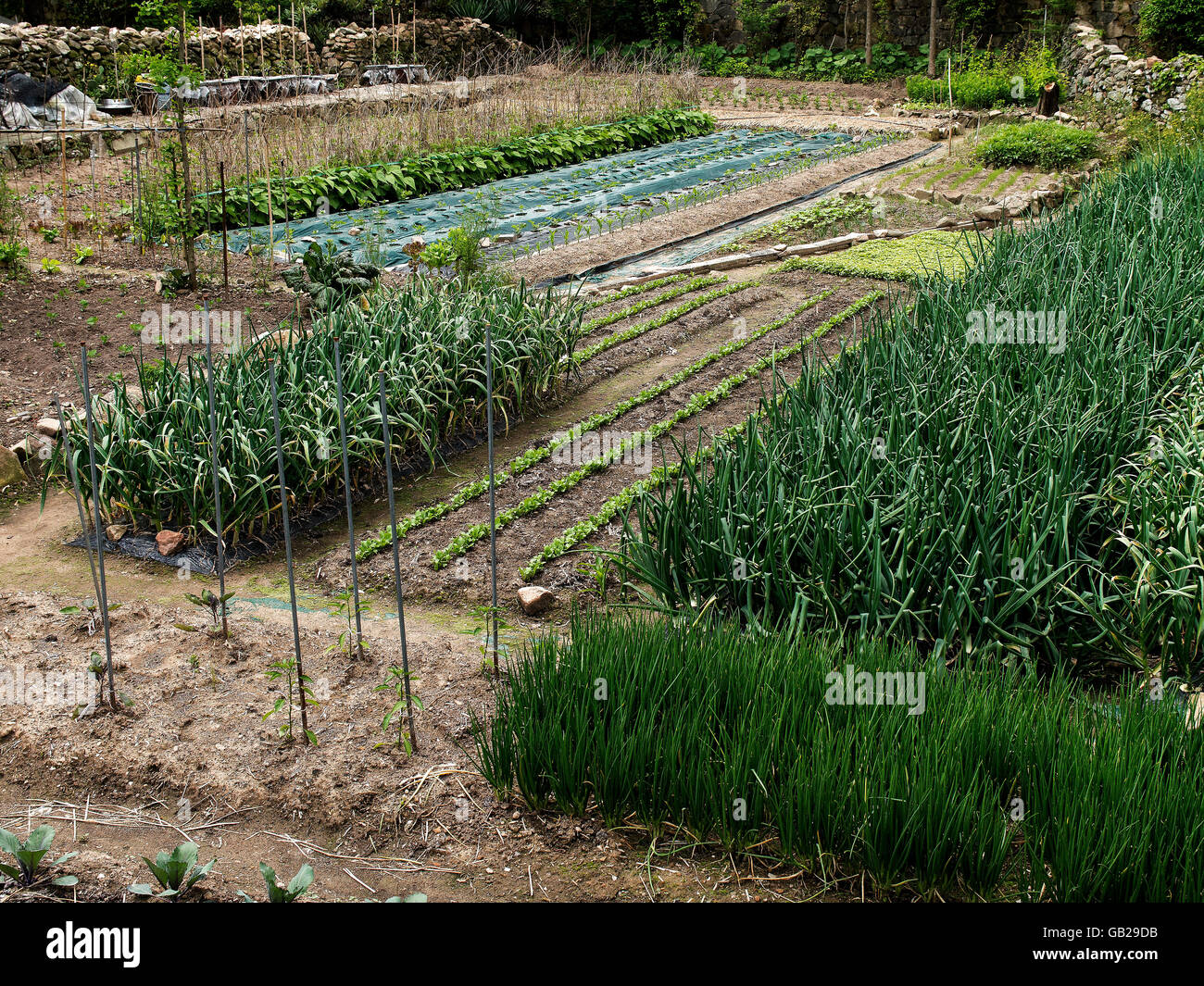 agriculture in Folk-village Naganneupsong-, a former fortress, province Jeollanam-do, South Korea, Asia Stock Photo