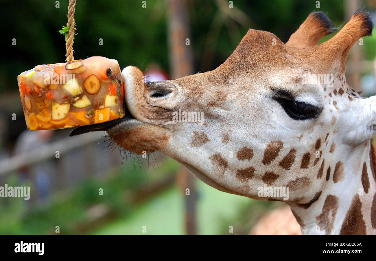 Giraffe eating fruit hires stock photography and images Alamy