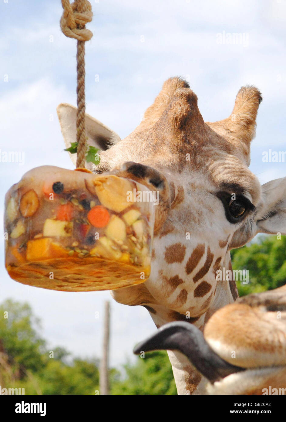 What Do Giraffes Eat