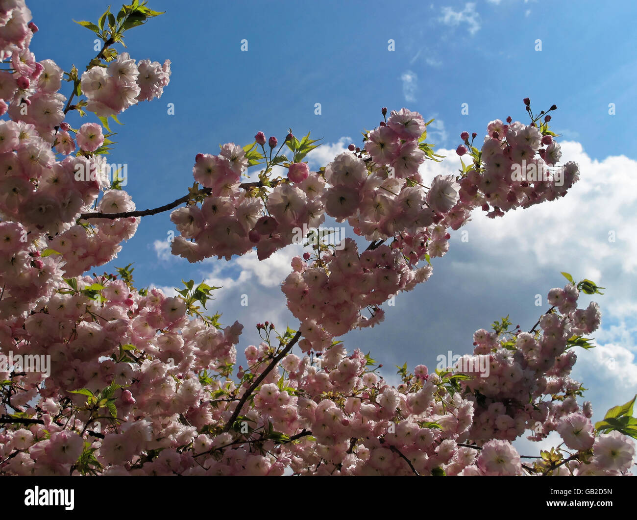 Sunlit light pink cherry blossoms against clouds and blue sky. Stock Photo