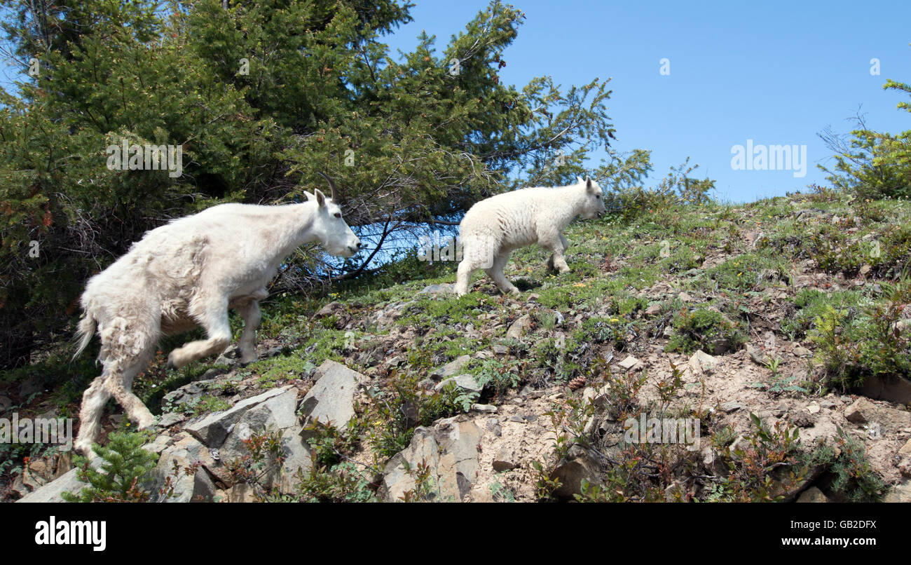 Baby goat mother hires stock photography and images Alamy