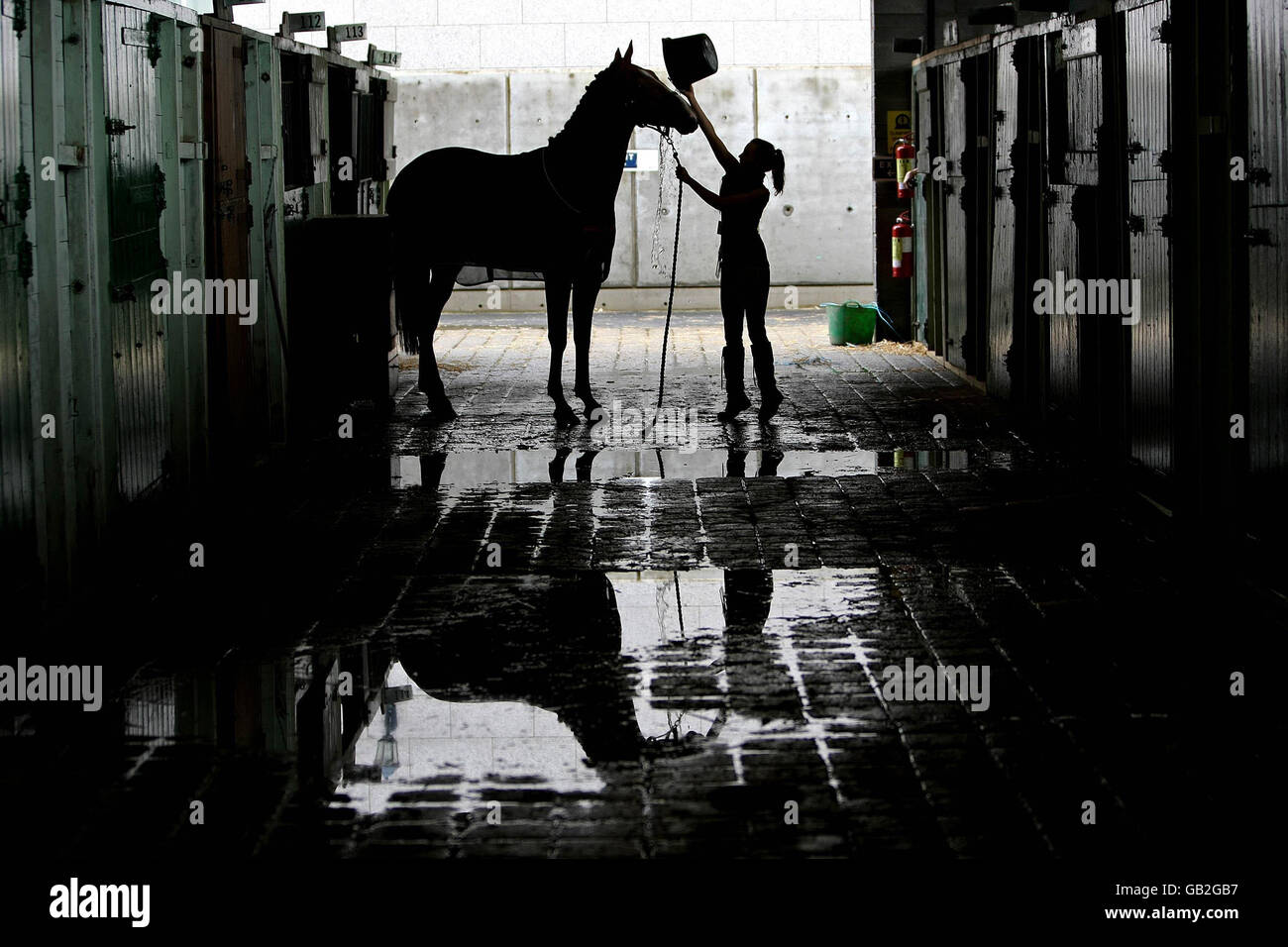 Nikki Collins prepares the horse Tawnmoreredalert at the start of the Failte Ireland Dublin Horse Show opens at the RDS Showgrounds in Dublin. Stock Photo