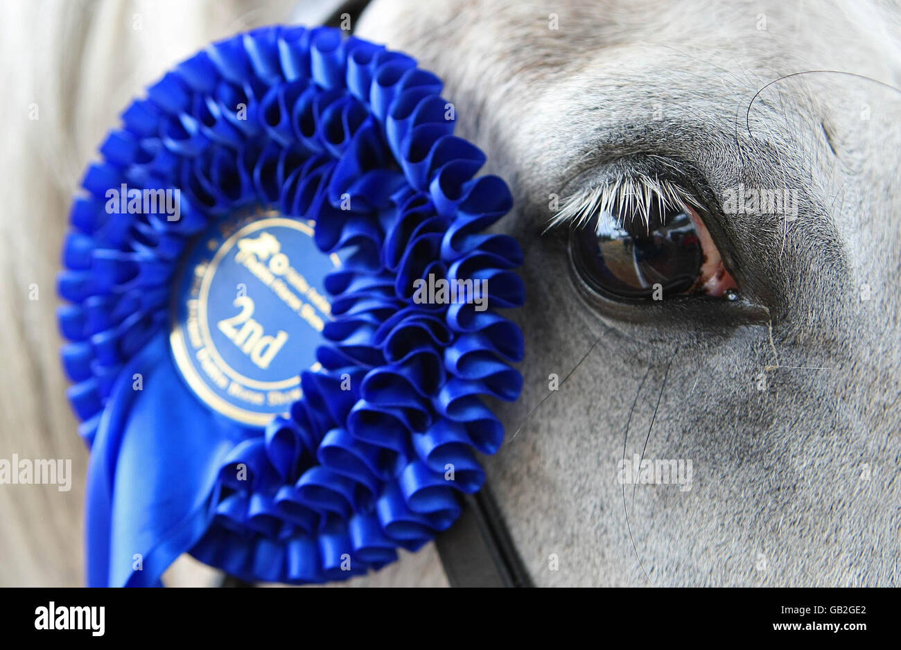 The Failte Ireland Dublin Horse Show gets under way at the RDS Showgrounds. The show runs from August 6-10 and includes the Aga Khan Challenge Trophy on Friday Evening. Stock Photo